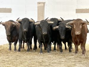 Los toros de Juan Pedro Domecq para hoy en Murcia