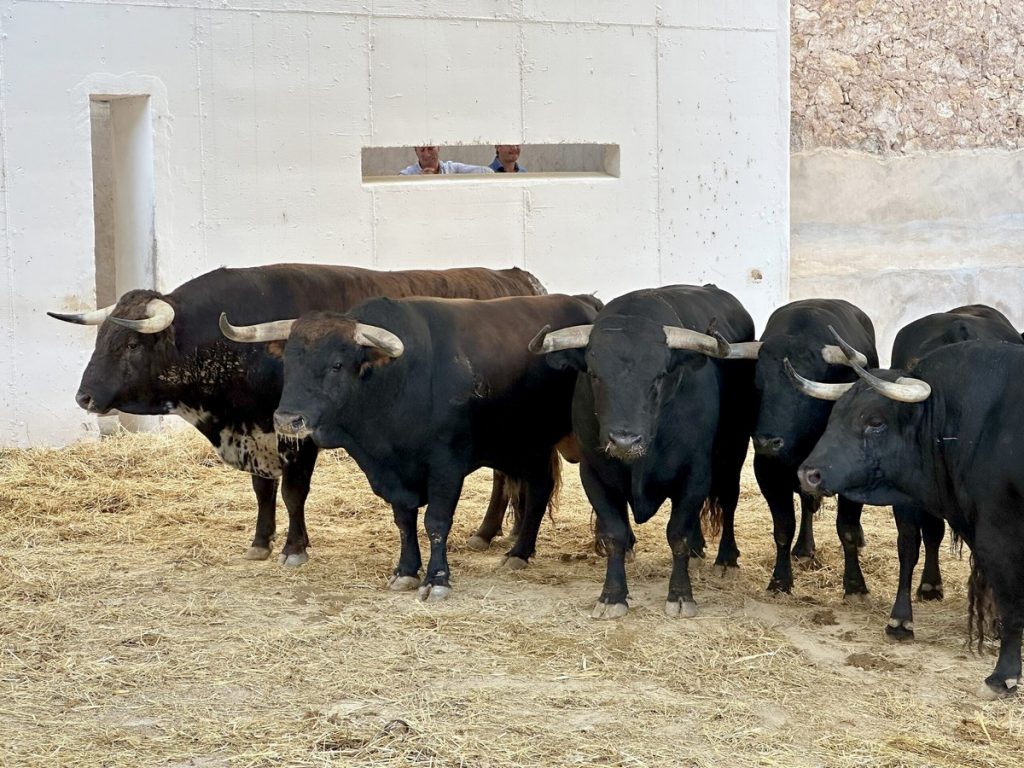 Los astados de Victoriano del Río para Murcia