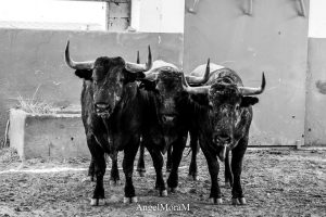 Orden de lidia de los 'Victorinos' para la última de Albacete