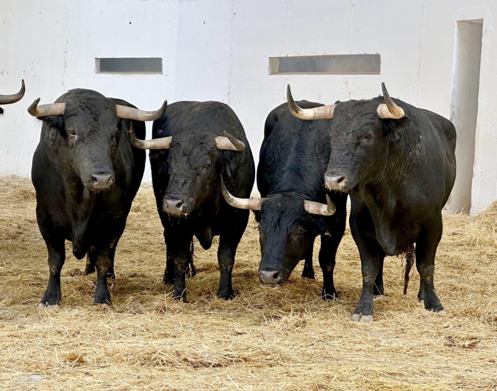 Orden de lidia de los toros de Daniel Ruiz para hoy en Murcia