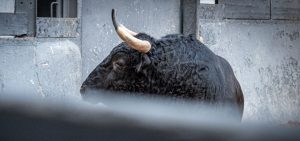 Los novillos de Fuente Ymbro para hoy en Madrid