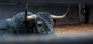 Los ejemplares de Victorino Martín para hoy en Las Ventas