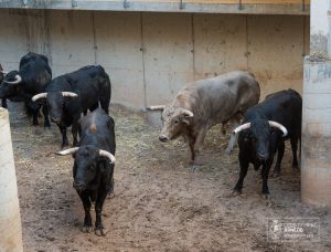 Sorteo de los novillos de Guadalmena para la última de Arnedo