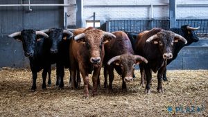 Los erales de Ángel Luis Peña para esta tarde en Las Ventas