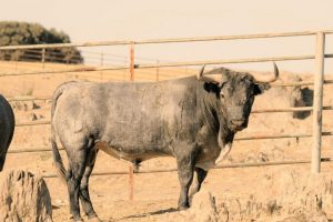 'Monerías', de Victorino Martín, abre la corrida de Jaén