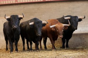 Los toros para la corrida concurso de Zaragoza