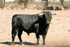 Orden de lidia para esta tarde en Arenas de San Pedro