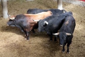 Orden de lidia para la corrida de hoy en Zaragoza