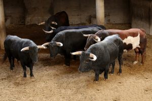 Orden de lidia de los toros de Juan Pedro Domecq para Zaragoza