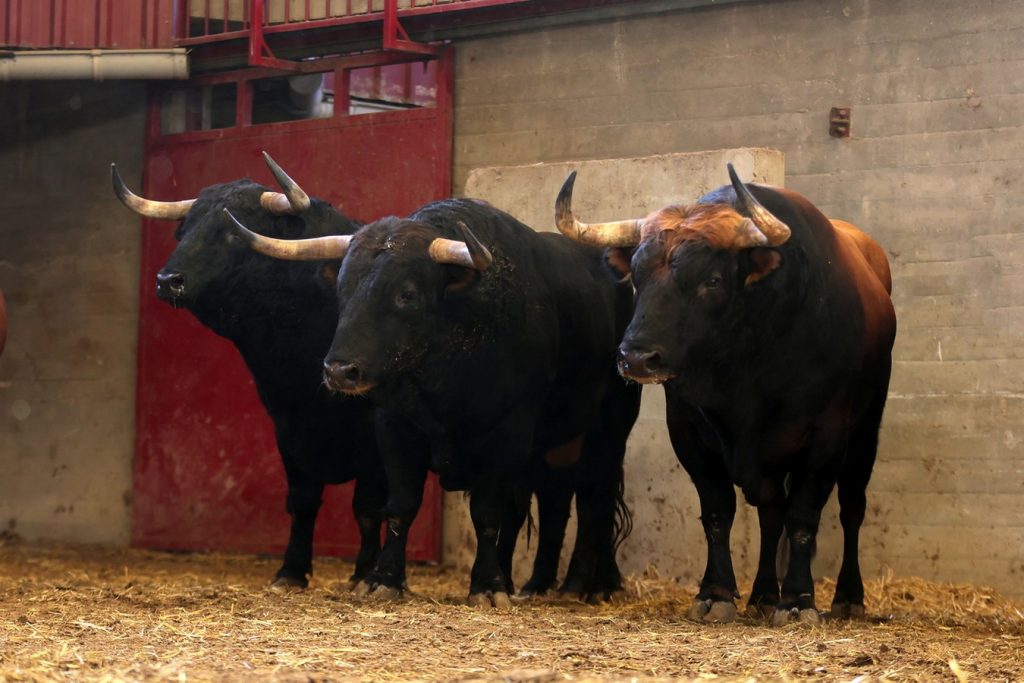 Sorteados los toros de La Palmosilla para hoy en Zaragoza