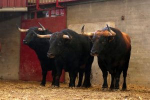 Sorteados los toros de La Palmosilla para hoy en Zaragoza