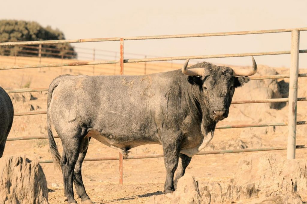 Los astados de Victorino Martín para Jaén