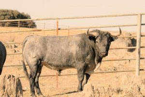 Los astados de Victorino Martín para Jaén