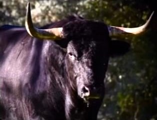 Ceret anuncia las ganaderías y una cita en solitario para su Feria