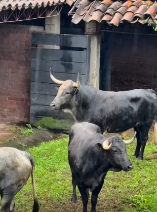 Los toros de Campo Real para hoy en Cali
