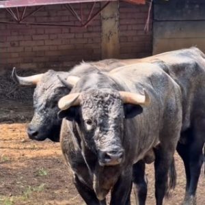Los ejemplares de Salento para la última corrida de Cali