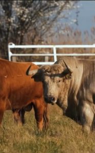 Mimizan elige ganadería para su corrida de toros