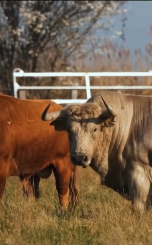 Mimizan elige ganadería para su corrida de toros