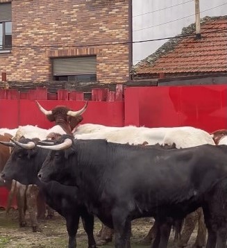 Orden de lidia para la novillada de hoy en Valdemorillo