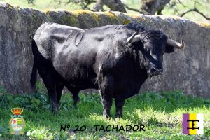 Primer toro de Cuadri para la corrida de Villaseca de la Sagra