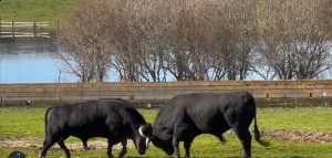 El Capea, ante el cartelazo de rejones de Illescas