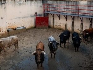 Sorteo de los toros de Torrealta para hoy en Valdemorillo