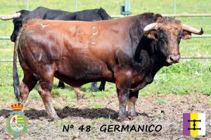 Villaseca de la Sagra presenta el 4º toro para su corrida benéfica