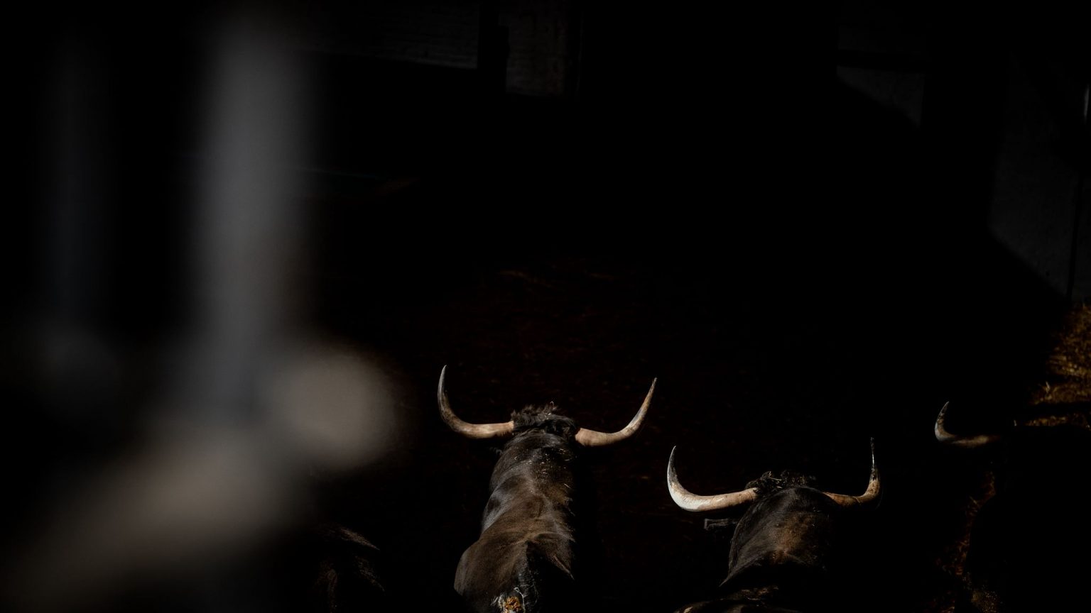 Los toros de Dolores Aguirre ya están en Las Ventas