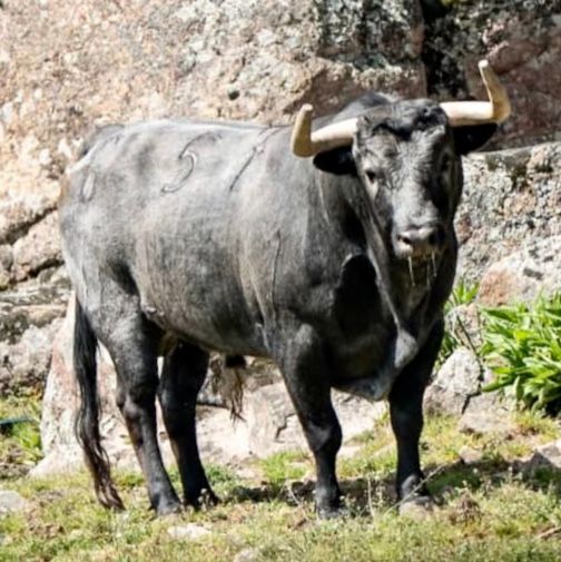 Feria Taurina de El Molar 2026