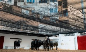 Los toros de La Quinta, en los corrales de la plaza de Valencia