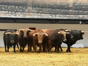 Los novillos de Guadajira para hoy en Valencia