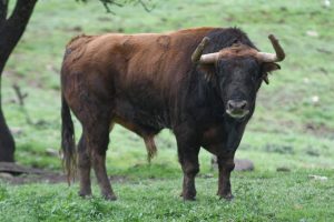 Orden de lidia para la corrida de toros de Illescas