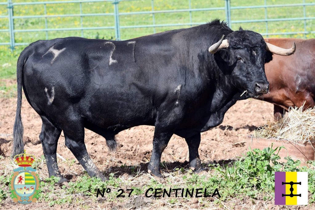 'Centinela', tercer toro de Cuadri para Villaseca de la Sagra