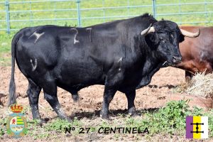 'Centinela', tercer toro de Cuadri para Villaseca de la Sagra