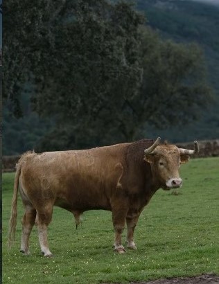 Orden de lidia para la corrida benéfica de Toledo