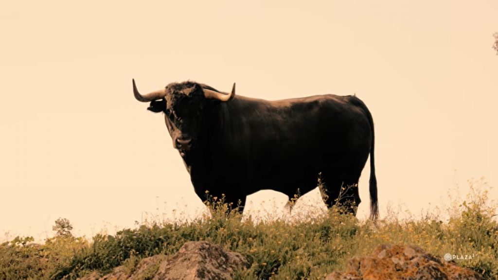 Vídeo de los toros de Cuadri para el 22 de marzo en Madrid