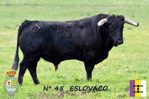 Sorteo de los toros de Cuadri para Villaseca de la Sagra