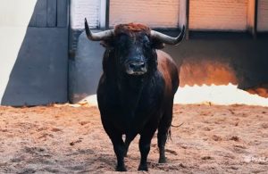 Los toros de Cuadri ya están en Las Ventas