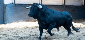 'Curandero', de Cuadri, abre el año taurino en Madrid