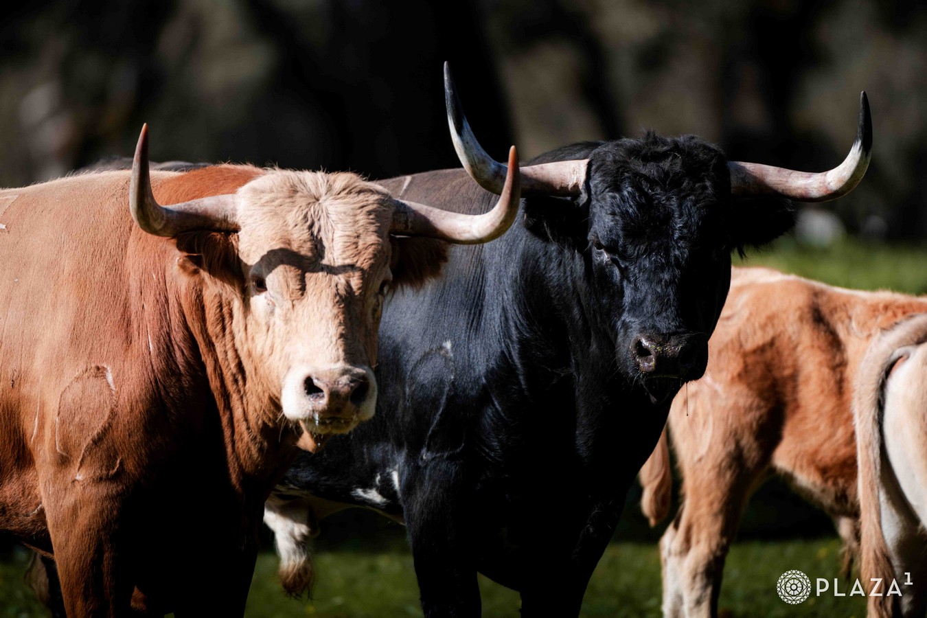 Vídeo de los toros de Dolores Aguirre para el domingo en Madrid