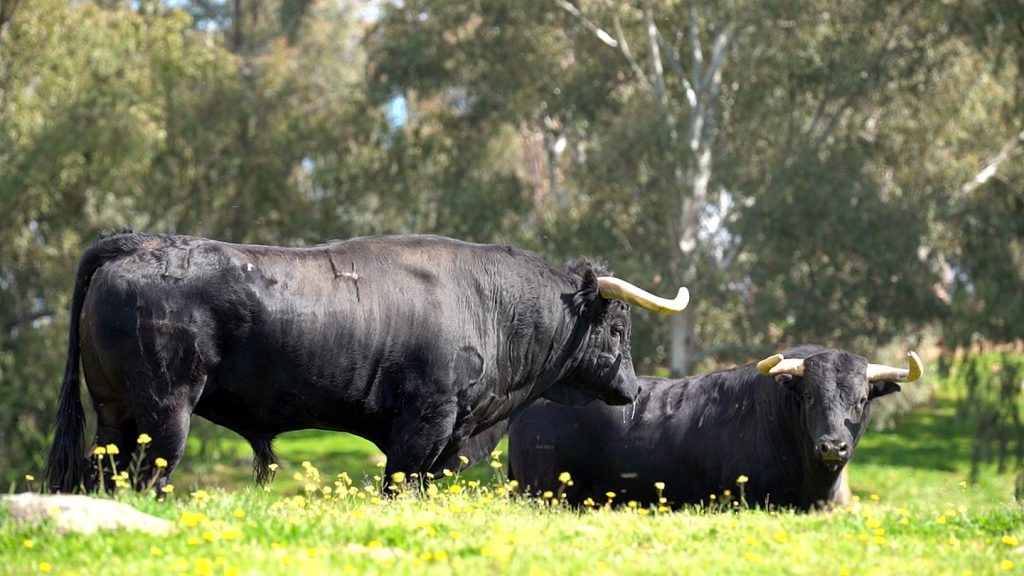 La corrida de toros de Almendralejo para Juan Pedro Domecq