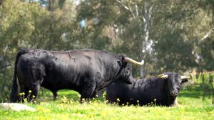 La corrida de toros de Almendralejo para Juan Pedro Domecq