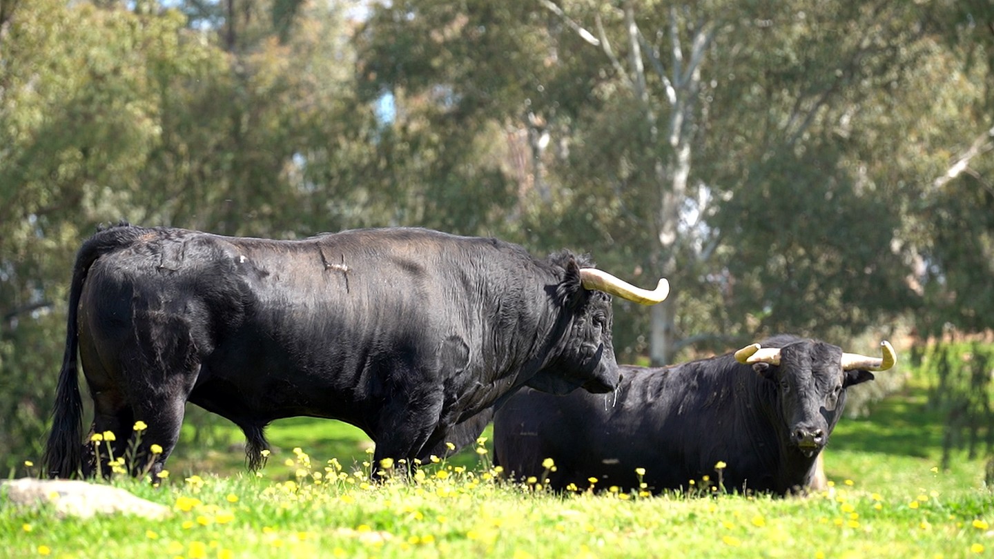 La corrida de toros de Almendralejo para Juan Pedro Domecq