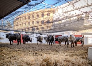 'Cuarterón', de La Quinta, abre la corrida de Valencia