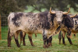 Personalidad y sello Murteira para su vuelta a Arles