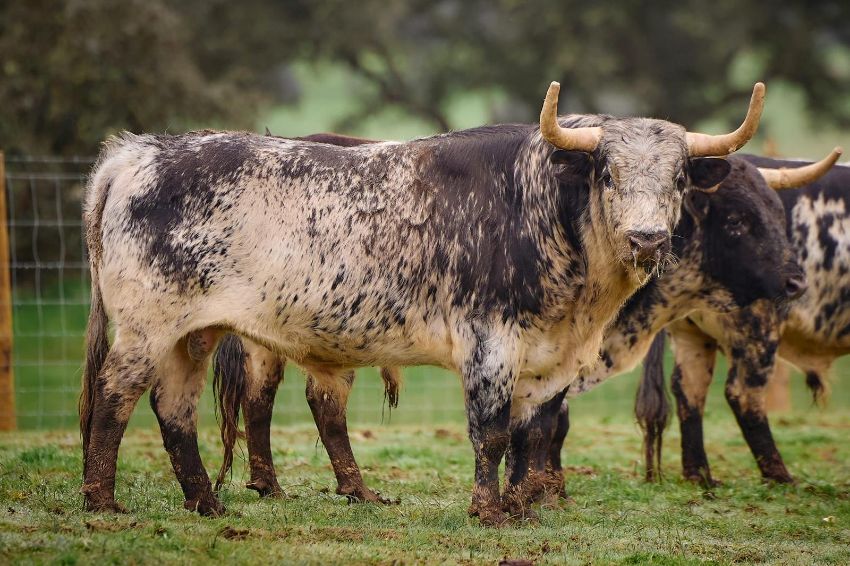 Personalidad y sello Murteira para su vuelta a Arles
