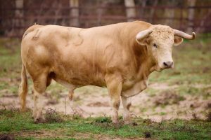 Categoría de Torrealta para la Feria de Pascua de Arles