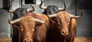 Novillos de Hnos. Sánchez Herrero y López Gibaja para Madrid