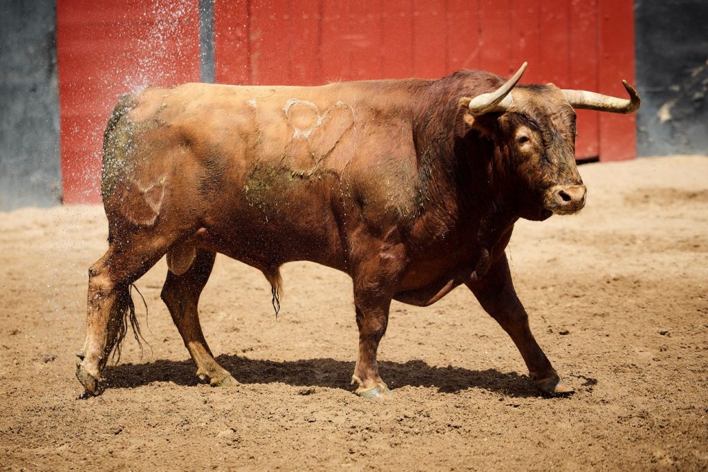 Sorteo de los toros de Núñez del Cuvillo para Sevilla