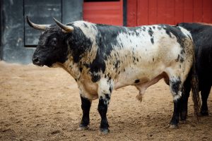 Los ejemplares de El Parralejo para Sevilla